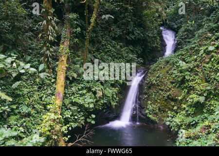 Kleiner Wasserfall in der Provinz Nebelwald, Santa Elena Cloud Forest Reserve, Alajuela, Costa Rica Stockfoto