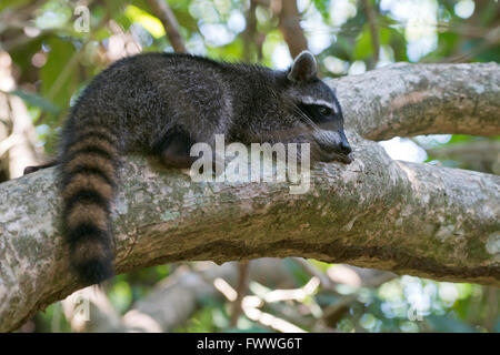 Waschbär (Procyon Lotor) liegen auf einem Ast im Baum, Nationalpark Manuel Antonio, Provinz Puntarenas, Costa Rica Stockfoto