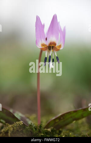 Dogtooth violett (Erythronium Dens-Canis), Emsland, Niedersachsen, Deutschland Stockfoto