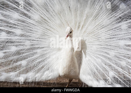 Weißer Pfau (Pavo Cristatus) anzeigen, Balz, Gefangenschaft, Deutschland Stockfoto