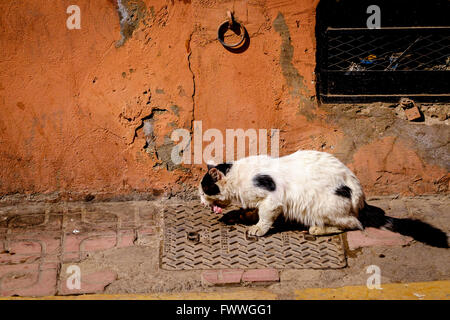 Eine halb wilde Katze ein Stück Fleisch in der Mellah Bezirk von Marrakesch, Marokko, Nordafrika Stockfoto