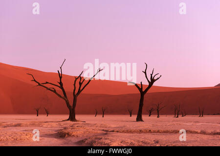 Deadvlei im Abendlicht, tot Kameldornbäume (Acacia Erioloba), Sossusvlei, Namib-Naukluft National Park, Namibwüste Stockfoto