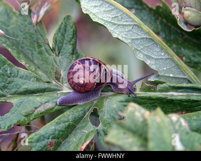 Schnecke auf Blatt Artischocke Pflanze im kaufmännischen Bereich Stockfoto