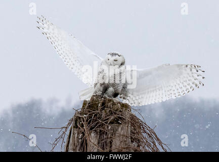 Schneeeule ausziehen aus Baumstumpf Stockfoto