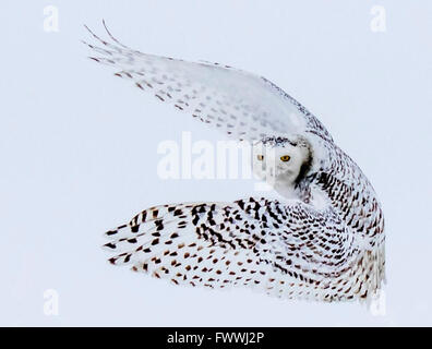 Schneeeulen sind atemberaubend schön im lautlosen Flug und in erbitterten Jagd Aktivität. Sie sind sehr stark mit scharfen Krallen und Schnabel. Stockfoto