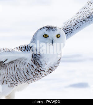 Schneeeulen sind atemberaubend schön im lautlosen Flug und in erbitterten Jagd Aktivität. Sie sind sehr stark mit scharfen Krallen und Schnabel. Stockfoto