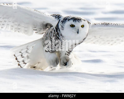 Schneeeulen sind atemberaubend schön im lautlosen Flug und in erbitterten Jagd Aktivität. Sie sind sehr stark mit scharfen Krallen und Schnabel. Stockfoto