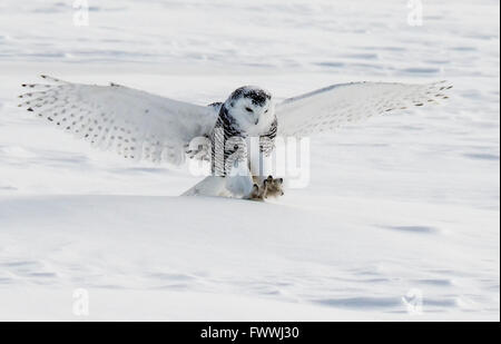 Schneeeulen sind atemberaubend schön im lautlosen Flug und in erbitterten Jagd Aktivität. Sie sind sehr stark mit scharfen Krallen und Schnabel. Stockfoto