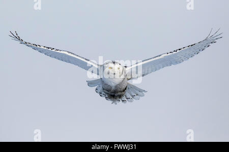 Schneeeulen sind atemberaubend schön im lautlosen Flug und in erbitterten Jagd Aktivität. Sie sind sehr stark mit scharfen Krallen und Schnabel. Stockfoto