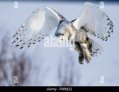 Schneeeulen sind atemberaubend schön im lautlosen Flug und in erbitterten Jagd Aktivität. Sie sind sehr stark mit scharfen Krallen und Schnabel. Stockfoto