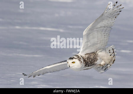 Schneeeulen sind atemberaubend schön im lautlosen Flug und in erbitterten Jagd Aktivität. Sie sind sehr stark mit scharfen Krallen und Schnabel. Stockfoto