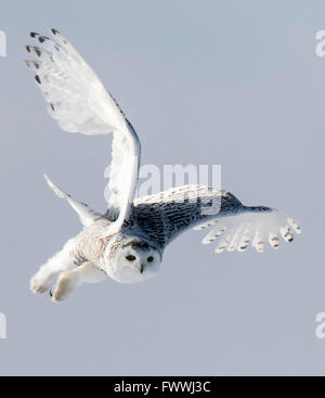 Schneeeulen sind atemberaubend schön im lautlosen Flug und in erbitterten Jagd Aktivität. Sie sind sehr stark mit scharfen Krallen und Schnabel. Stockfoto