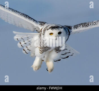 Schneeeulen sind atemberaubend schön im lautlosen Flug und in erbitterten Jagd Aktivität. Sie sind sehr stark mit scharfen Krallen und Schnabel. Stockfoto