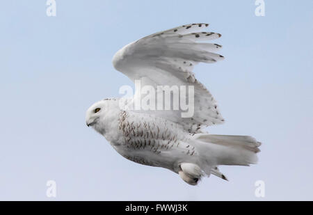 Schneeeulen sind atemberaubend schön im lautlosen Flug und in erbitterten Jagd Aktivität. Sie sind sehr stark mit scharfen Krallen und Schnabel. Stockfoto