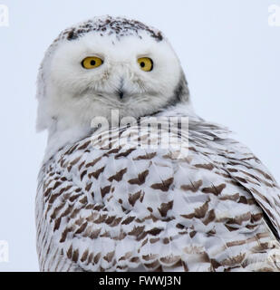 Schneeeulen sind atemberaubend schön im lautlosen Flug und in erbitterten Jagd Aktivität. Sie sind sehr stark mit scharfen Krallen und Schnabel. Stockfoto