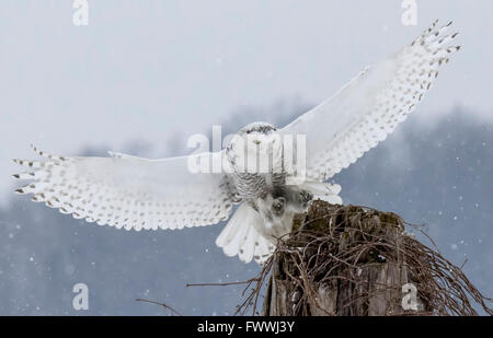 Schneeeule ausziehen aus Baumstumpf Stockfoto