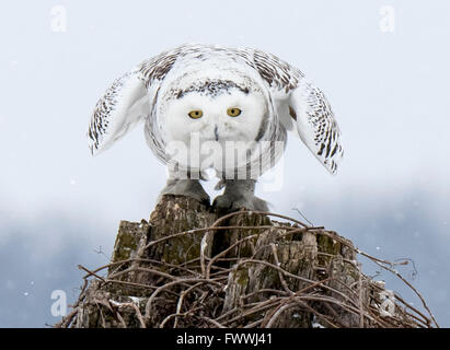 Schneeeule ausziehen aus Baumstumpf Stockfoto