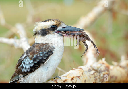 Ein Laughing Kookaburra - Dacelo Novaeguineae - auf einem Ast mit einer toten Stock-Kröte (Schädlingsbekämpfer Marina; früher Bufo Marinus) Stockfoto