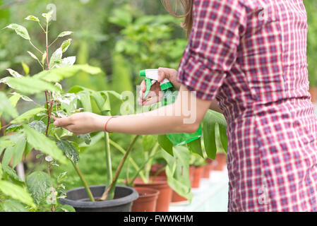 Frau Gärtner Spritzen Pflanzen im Gewächshaus Stockfoto