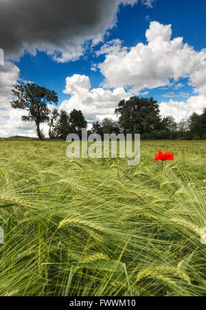 Grünes Weizenfeld mit Mohn an einem bewölkten Tag Stockfoto