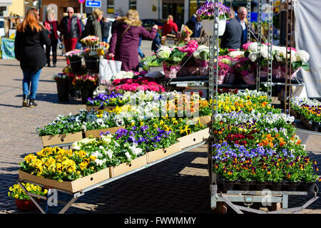 Simrishamn, Schweden - 1. April 2016: Markttag mit vielen Frühlingsblumen auf Verkauf. Stiefmütterchen in verschiedenen Farben auf dem Display. FOCU Stockfoto