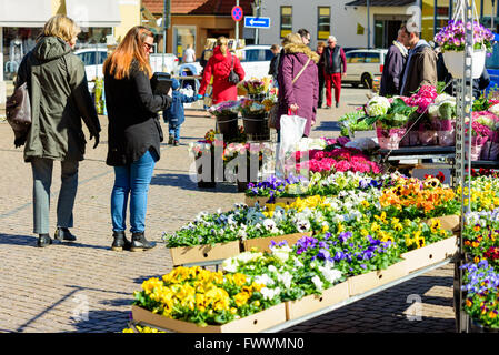 Simrishamn, Schweden - 1. April 2016: Markttag mit vielen Frühlingsblumen auf Verkauf. Stiefmütterchen in verschiedenen Farben auf dem Display. FOCU Stockfoto