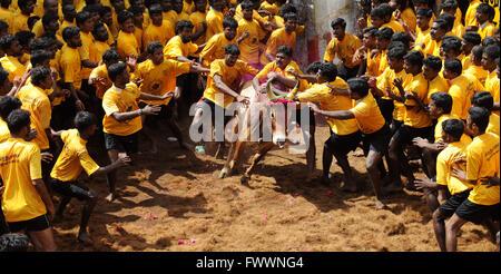 Jallikattu / die Zähmung des Stiers ist eine 2000 Jahre alte Sport in Tamilnadu,India.It geschieht während pongal (Erntedankfest) feiern Stockfoto