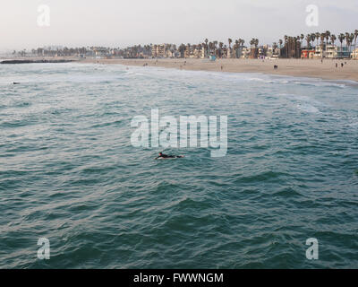 Surfer am Venice Beach, Blick vom Venice Pier Nord, Los Angeles, Kalifornien, USA Stockfoto