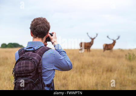 Fotografen Fotografieren von Wildtieren, Mann mit Kamera und zwei Hirsche in der Natur Stockfoto