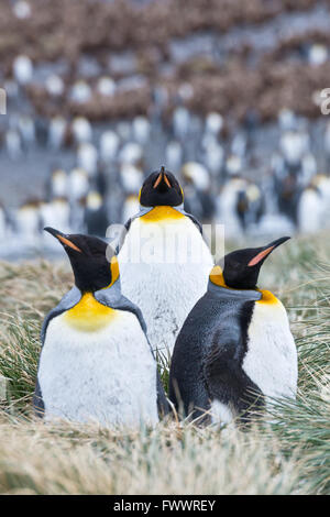 Gruppe von drei König Pinguine stehen in den grasbewachsenen Grasbüscheln vor der Kolonie Right Whale Bay in Süd-Georgien Stockfoto