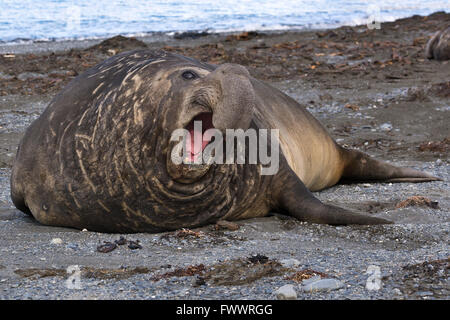 ein männlicher Elefant Dichtung bläst eine Warnung am Strand von Right Whale Bay in Süd-Georgien Stockfoto