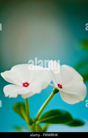 Catharanthus - Weiße Blüten mit rosa Kern und einem gelben Mittelpunkt und unfokussierten türkisfarbenen Hintergrund Stockfoto