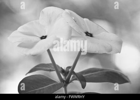 Catharanthus - Weiße Blumen mit unfokussierten Hintergrund Stockfoto