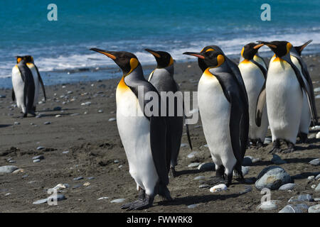 Gruppe von König Pinguine gerade zurückgekehrt von der Fütterung stehen am Strand von Salisbury Plain in Süd-Georgien Stockfoto