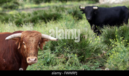 Bullen in dem Gebiet in Spanien Stockfoto