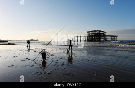 Brighton UK 8. April 2016 - Fischer nutzen Sie einen ungewöhnlich niedrigen Springflut für Köder von der West Pier in Brighton an einem schönen sonnigen Frühlingsmorgen mit einer Methode des Saugens der Wattwurm aus dem Sand zu jagen: Simon Dack/Alamy Live News Stockfoto