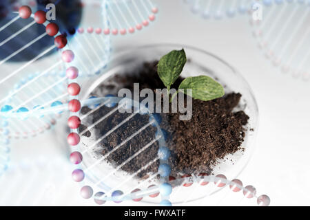 Nahaufnahme von Pflanzen- und Bodenproben im Labor Stockfoto