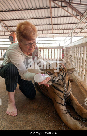 Frau mit der Flasche füttern ein Tiger durch Tempelanlagen im Tiger-Tempel im Norden Thailands, in Wat Pa Luang Ta Bowa Yannasampanno Stockfoto