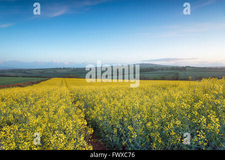 Frühling-Felder von gelben Raps blüht in der Nähe von Abgeordneter in der kornischen Landschaft Stockfoto