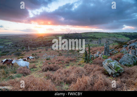 Moorland Ponys Weiden auf Caradon Hill in der Nähe von Schergen auf Bodmin Moor in Cornwall Stockfoto