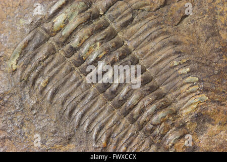 Detailansicht der Erforschung der Trilobiten Käfer fossiler Stein Stockfoto