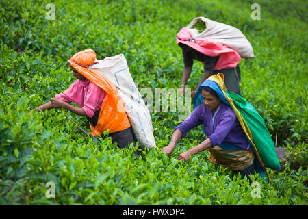 Bauern ernten Tee in der Teeplantage im zentralen Hochland, Central Province, Sri Lanka Stockfoto