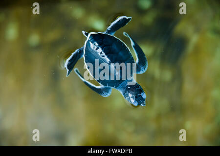 Frisch geschlüpften Schildkröten im Wasser, Sea Turtle Schraffur Center, Bentota, südlichen Provinz, Sri Lanka Stockfoto