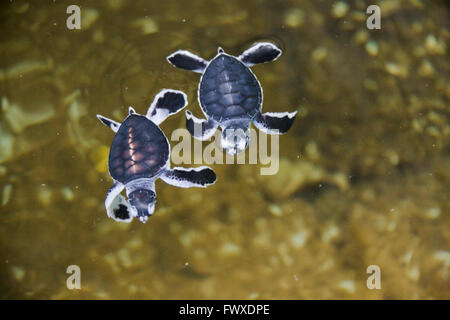 Frisch geschlüpften Schildkröten im Wasser, Sea Turtle Schraffur Center, Bentota, südlichen Provinz, Sri Lanka Stockfoto