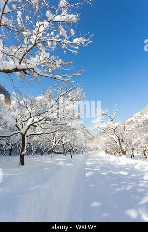 Naejangsan Berg im Winter mit Schnee, verschneite Winterlandschaft. Stockfoto