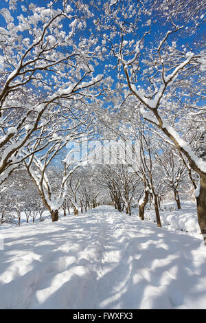 Südkorea: Naejangsan Berg im Winter mit Schnee, verschneite Winterlandschaft. Stockfoto