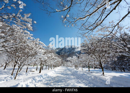 Naejangsan Berg im Winter mit Schnee, verschneite Winterlandschaft. Stockfoto