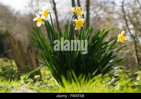 Gelbe und weiße Narzissen (Narcissus Pseudonarcissus) wächst auf einer Wiese außerhalb Bath, England, UK. Stockfoto