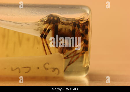 Wasp Spider (Argiope Bruennichi) aus einer privaten Zoologischen Sammlung. Der Gliederfüßer ist in Ethanol konserviert. Stockfoto