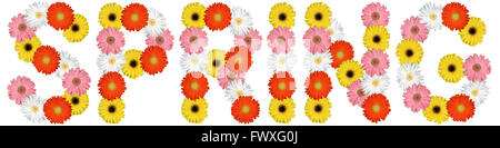 Entspringen Sie Blumen Blume Natur isoliert auf weißem Hintergrund Stockfoto